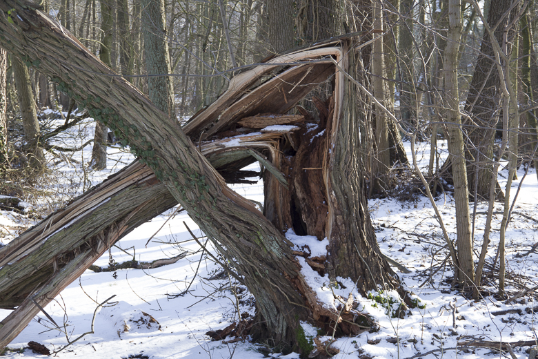 abgeknickter Baumstamm